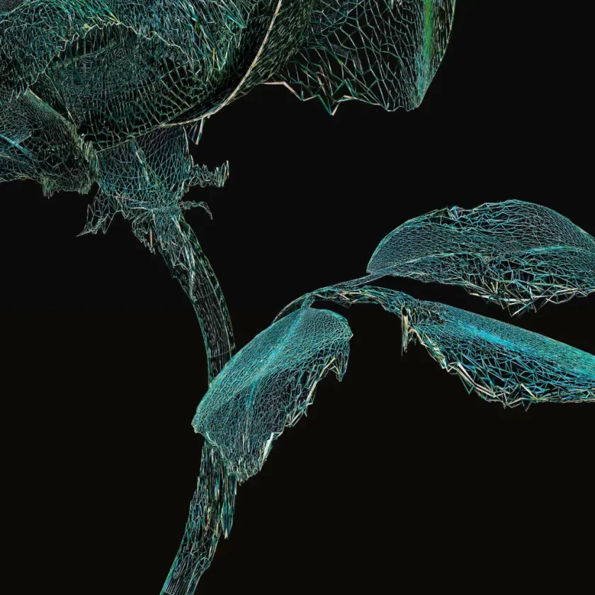 ROSE ONE - Prints  - Image 6